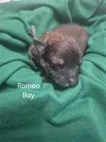 Romeo, a male Maltipoo for sale in Mount Olive, NC – Photo 3 of 3