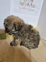 READY NOW! Romeo, a male Maltipoo for sale in Mount Olive, NC – Photo 4 of 6