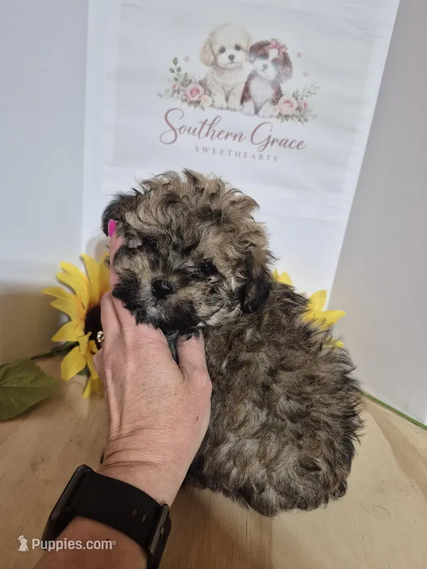 READY NOW! Romeo – Maltipoo puppy for sale in Mount Olive, NC