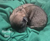 Romeo, a male Maltipoo for sale in Mount Olive, NC – Photo 2 of 3