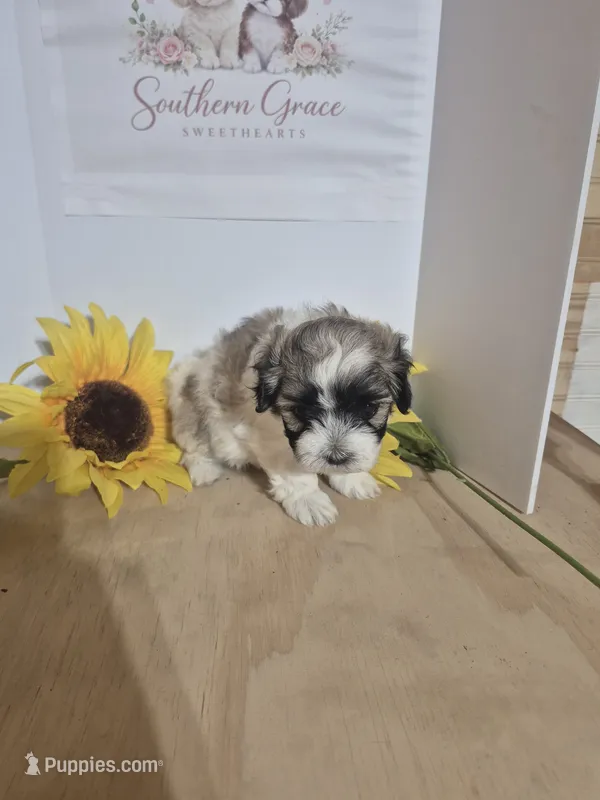 Snoopy – Maltipoo puppy for sale in Mount Olive, NC