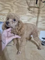 Lucy, a female Poodle - Toy  for sale in Mount Olive, NC – 2 of 3