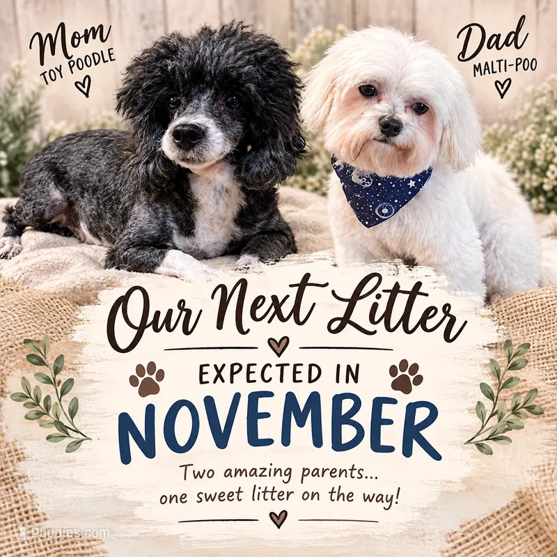 Coming Soon! Due mid-November.  – Maltese, Poodle - Toy  puppy for sale in Mount Olive, NC