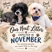 Coming Soon! Due mid-November. , a female Maltese and Poodle - Toy  for sale in Mount Olive, NC – 1 of 1