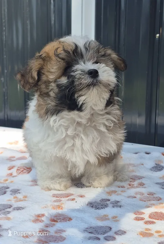 READY NOW! Trinity – Maltipoo puppy for sale in Mount Olive, NC