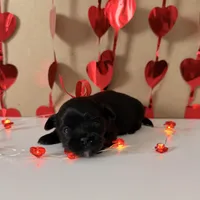 Porter - READY NOW!, a female Shihpoo for sale in Mount Olive, NC – Photo 5 of 8