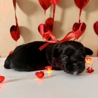 Porter - READY NOW!, a female Shihpoo for sale in Mount Olive, NC – Photo 4 of 8