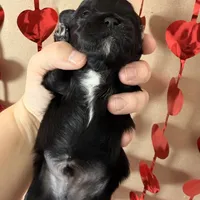 Porter - READY NOW!, a female Shihpoo for sale in Mount Olive, NC – Photo 2 of 8