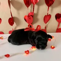 Porter - READY NOW!, a female Shihpoo for sale in Mount Olive, NC – Photo 3 of 8