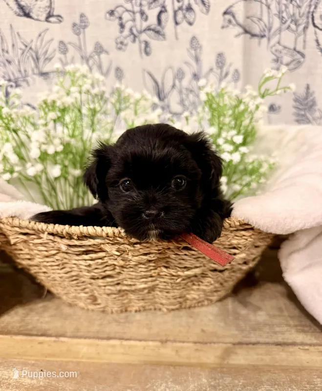 Porter - READY NOW! – Shihpoo puppy for sale in Mount Olive, NC
