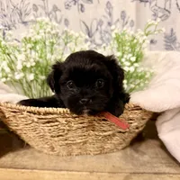 Porter - READY NOW!, a female Shihpoo for sale in Mount Olive, NC – Photo 1 of 8