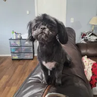 Porter - READY NOW!, a female Shihpoo for sale in Mount Olive, NC – Photo 6 of 8