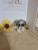 Snoopy - READY NOW!!, a male Maltipoo for sale in Mount Olive, NC – 1 of 3