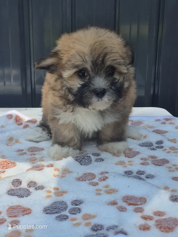 READY NOW! Tatum – Maltipoo puppy for sale in Mount Olive, NC