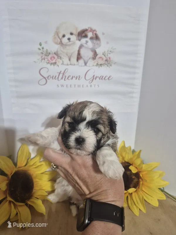 Trinity – Maltipoo puppy for sale in Mount Olive, NC