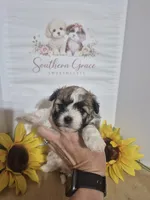 Trinity, a female Maltipoo for sale in Mount Olive, NC – 1 of 2