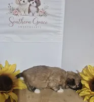 Tatum, a female Maltipoo for sale in Mount Olive, NC – 2 of 2