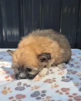 READY NOW! Tatum, a female Maltipoo for sale in Mount Olive, NC – 2 of 4