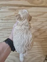 READY NOW! Rider, a male Maltipoo for sale in Mount Olive, NC – Photo 5 of 5