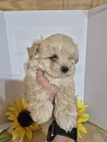 READY NOW! Rider, a male Maltipoo for sale in Mount Olive, NC – Photo 1 of 5