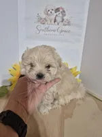 READY NOW! Rider, a male Maltipoo for sale in Mount Olive, NC – Photo 3 of 5
