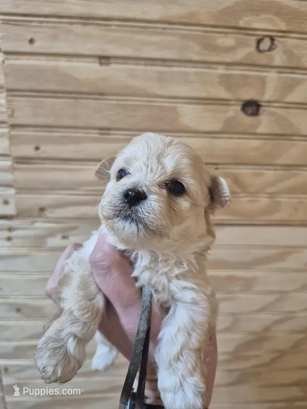 Rider – Maltipoo puppy for sale in Mount Olive, NC