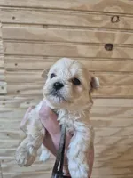 READY NOW! Rider, a male Maltipoo for sale in Mount Olive, NC – Photo 4 of 5