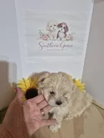 READY NOW! Rider, a male Maltipoo for sale in Mount Olive, NC – Photo 2 of 5