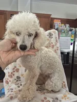 Baby, a female Poodle - Toy  for sale in Mount Olive, NC – 2 of 2