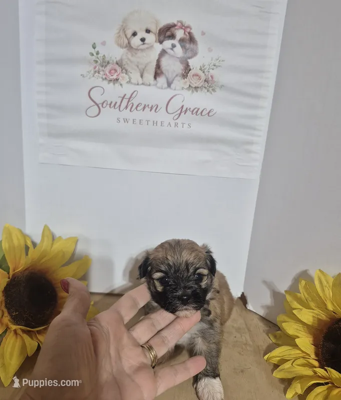 Tatum – Maltipoo puppy for sale in Mount Olive, NC