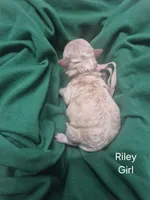 Riley, a female Maltipoo for sale in Mount Olive, NC – Photo 1 of 3