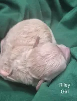 Riley, a female Maltipoo for sale in Mount Olive, NC – Photo 2 of 3