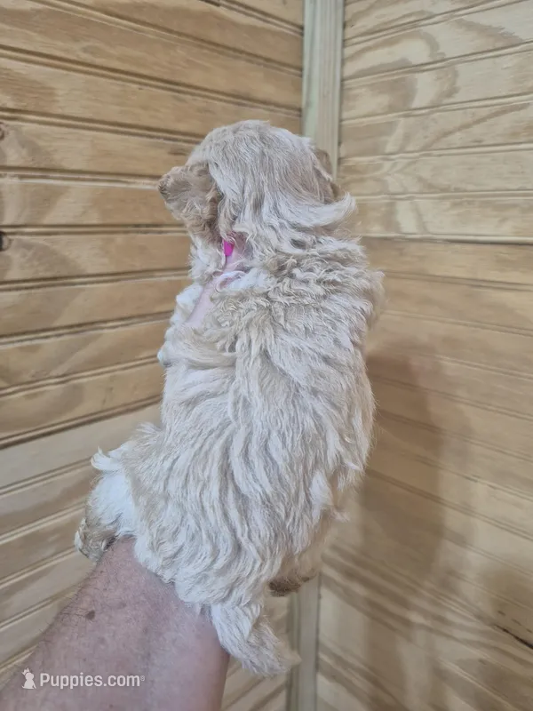 Riley – Maltipoo puppy for sale in Mount Olive, NC