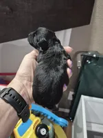 Steel, a male Maltipoo for sale in Mount Olive, NC – 2 of 2