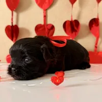 Percy - READY NOW!, a female Shihpoo for sale in Mount Olive, NC – Photo 3 of 6