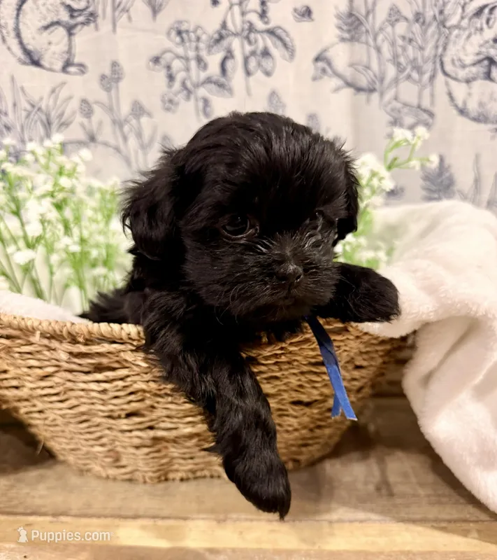 Percy - READY NOW! – Shihpoo puppy for sale in Mount Olive, NC