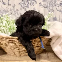 Percy - READY NOW!, a female Shihpoo for sale in Mount Olive, NC – Photo 1 of 6