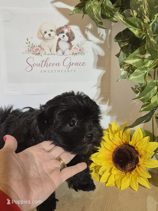 Percy - READY NOW! – Shihpoo puppy for sale in Mount Olive, NC