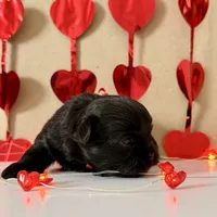 Percy - READY NOW!, a female Shihpoo for sale in Mount Olive, NC – Photo 2 of 6