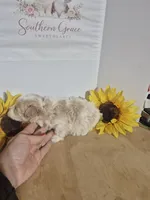 Tate, a male Maltipoo for sale in Mount Olive, NC – 2 of 2