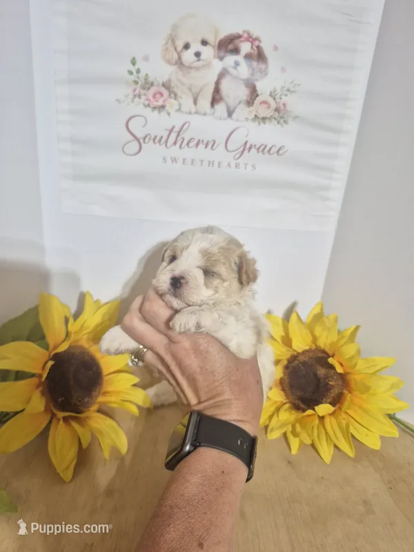Tate – Maltipoo puppy for sale in Mount Olive, NC