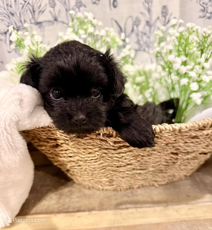 Pearl - READY NOW! – Shihpoo puppy for sale in Mount Olive, NC