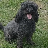 Pearl - READY NOW!, a female Shihpoo for sale in Mount Olive, NC – Photo 5 of 5