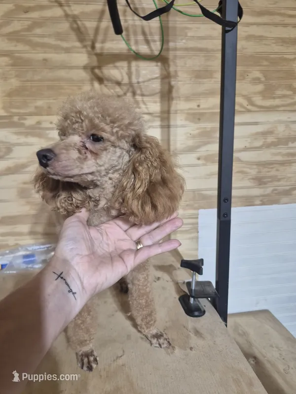 Lucy – Poodle - Toy  puppy for sale in Mount Olive, NC