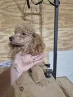 Lucy, a female Poodle - Toy  for sale in Mount Olive, NC – 1 of 3