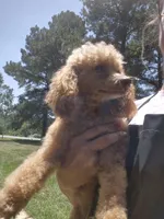 Lucy, a female Poodle - Toy  for sale in Mount Olive, NC – 3 of 3
