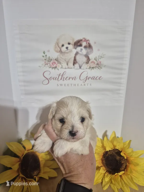 Tessa – Maltipoo puppy for sale in Mount Olive, NC