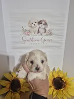 Tessa, a female Maltipoo for sale in Mount Olive, NC – 1 of 2