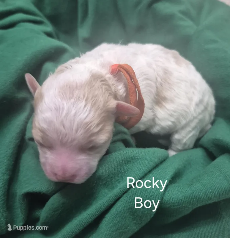 Rocky – Maltipoo puppy for sale in Mount Olive, NC