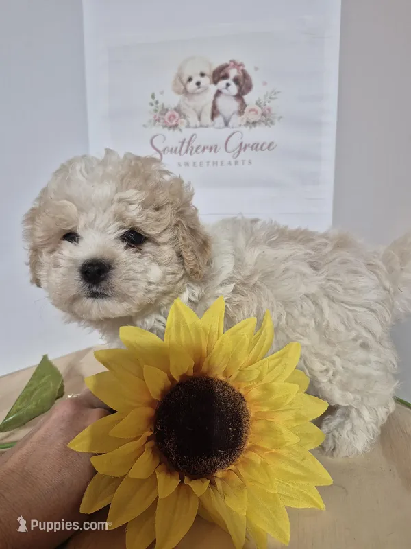 READY NOW! Rocky, a male Maltipoo for sale in Mount Olive, NC – Photo 1 of 5